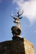 Stags head